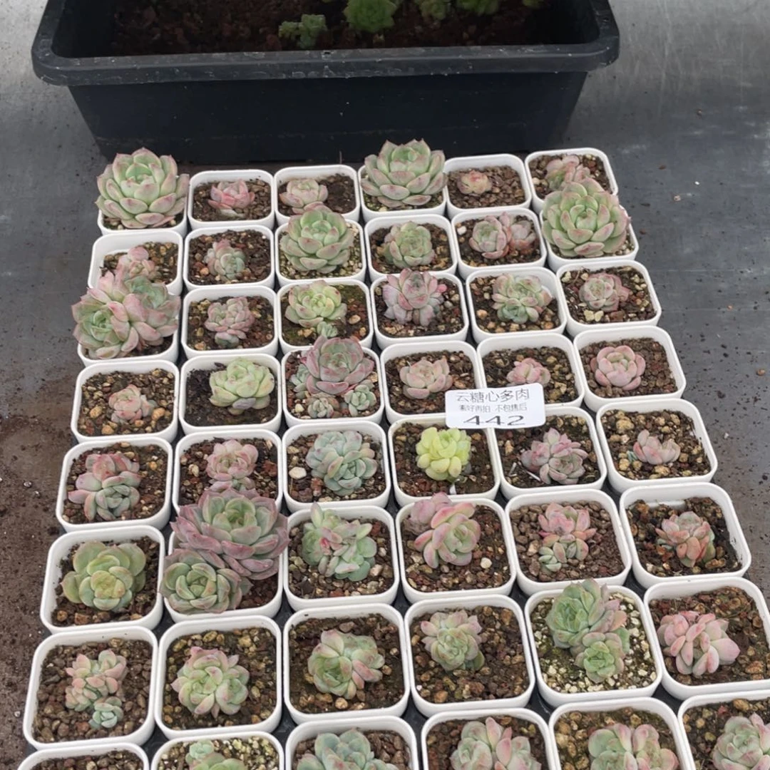白***白云糖心多肉植物442