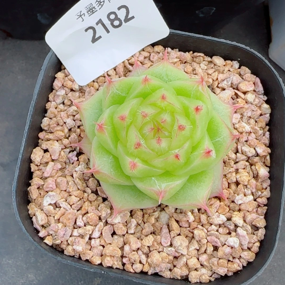 奶油,2182多肉植物