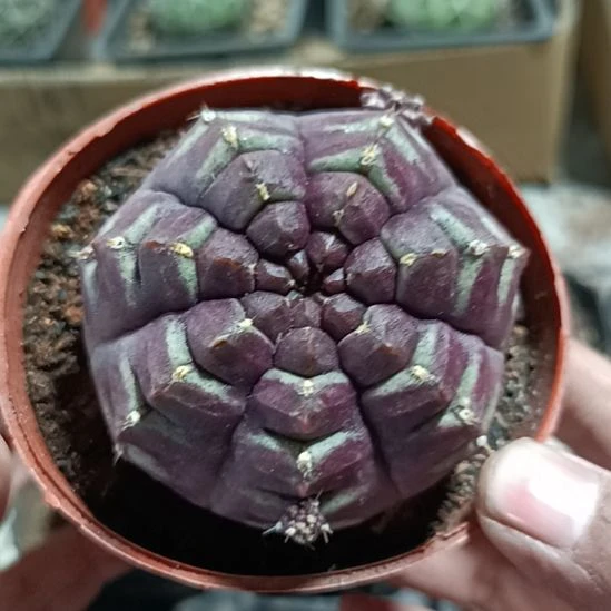 花花世界迷人眼球球好养