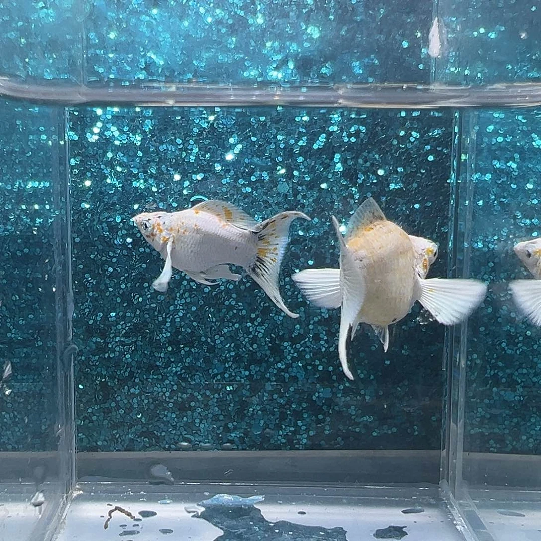 孔雀鱼三色樱花玛丽一对