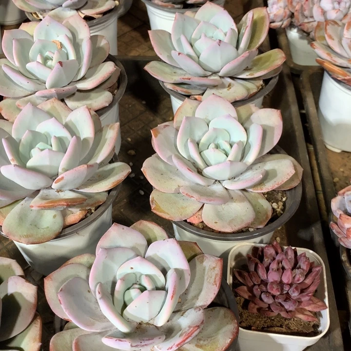 韩版奶茶8.88两单包邮