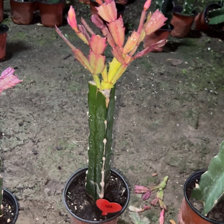 知***乐当前无花栽培后可以开花太阳133
