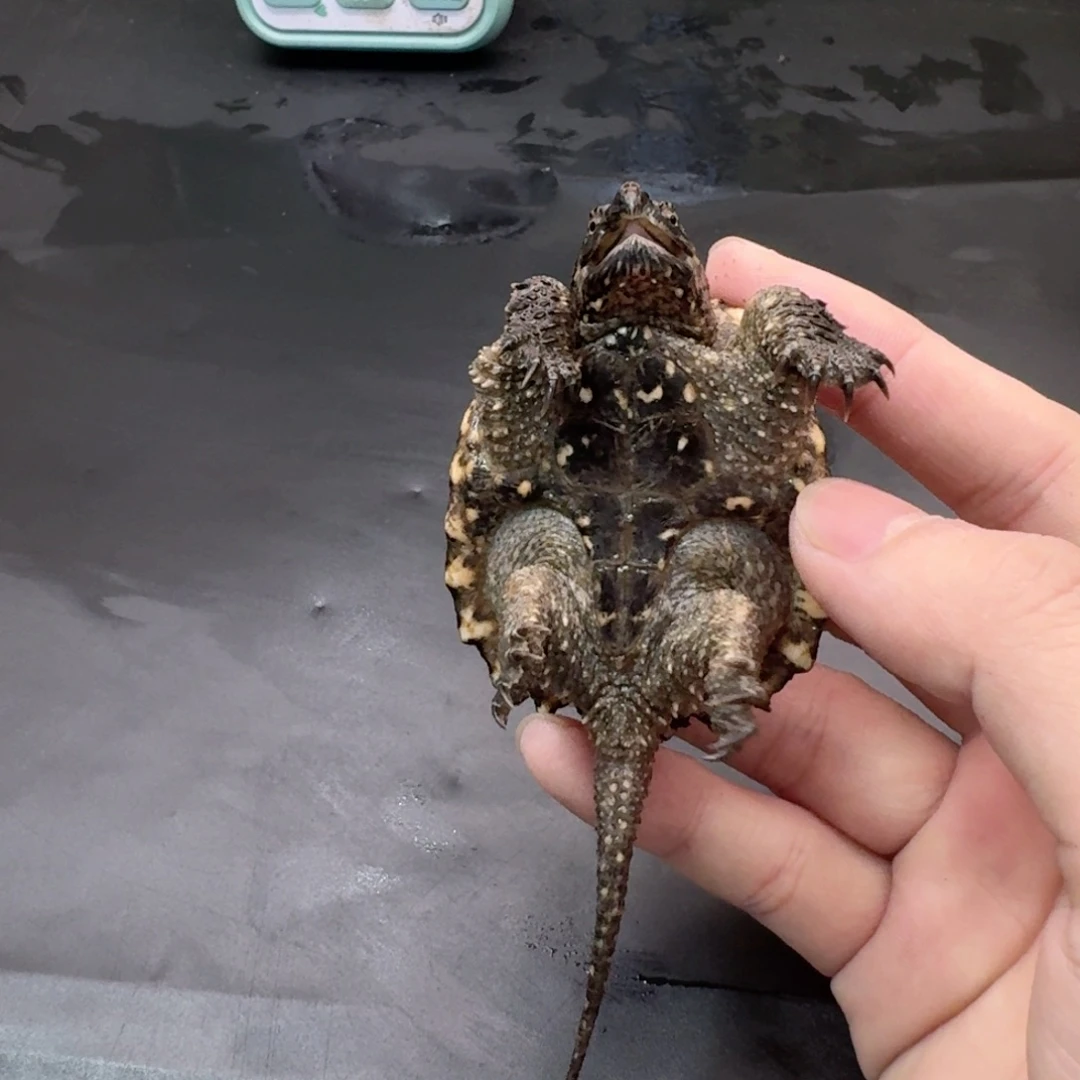 宠物龟不分公母11