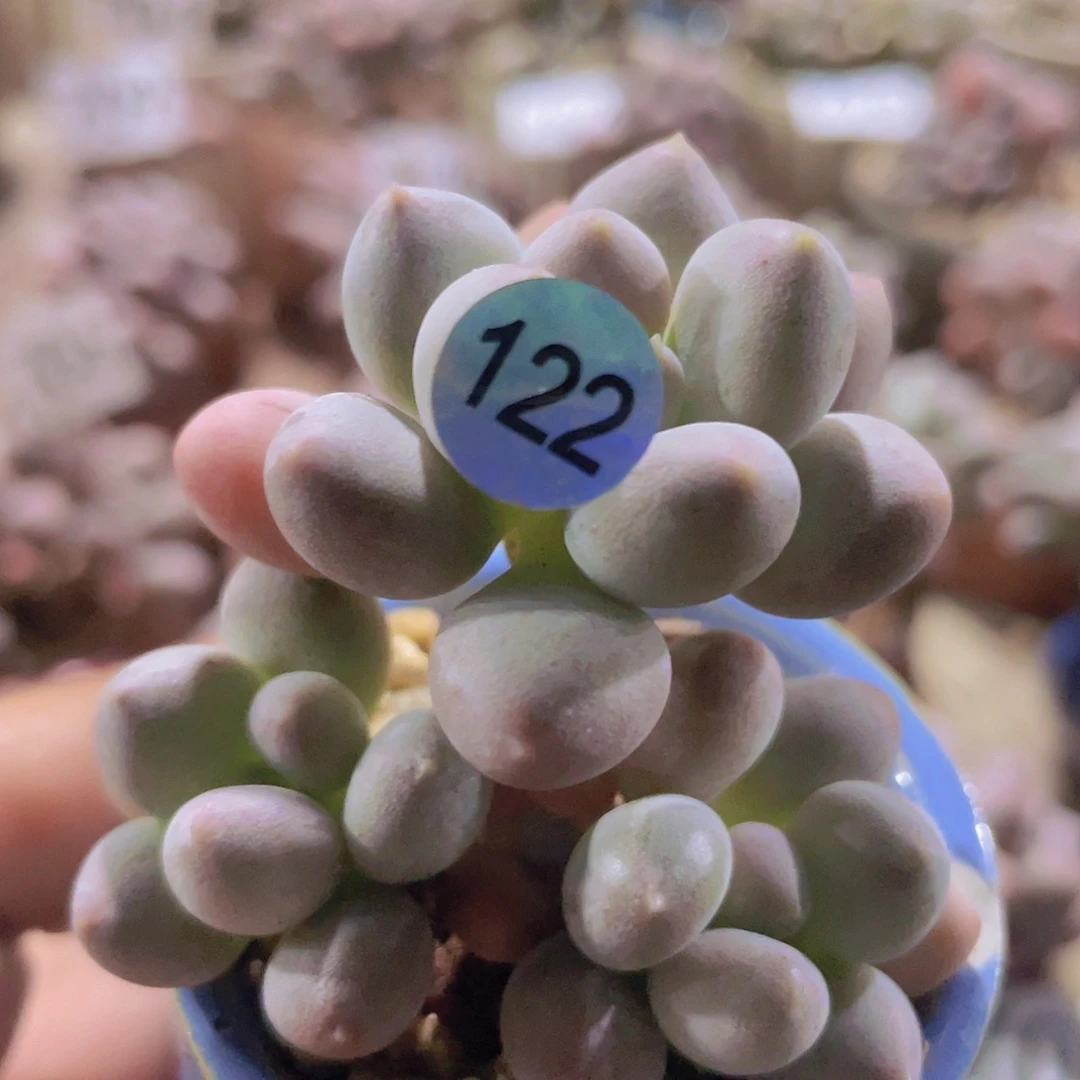 溜溜球多肉多肉多