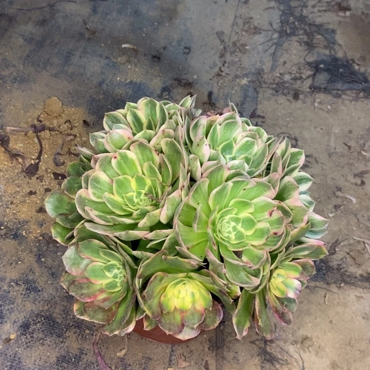海鲜多肉植物46。