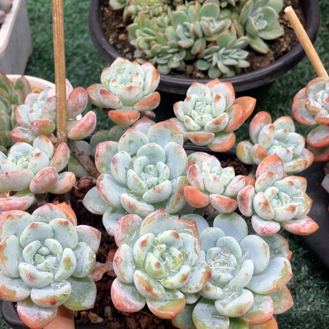 冷香一物一拍28包邮非偏远