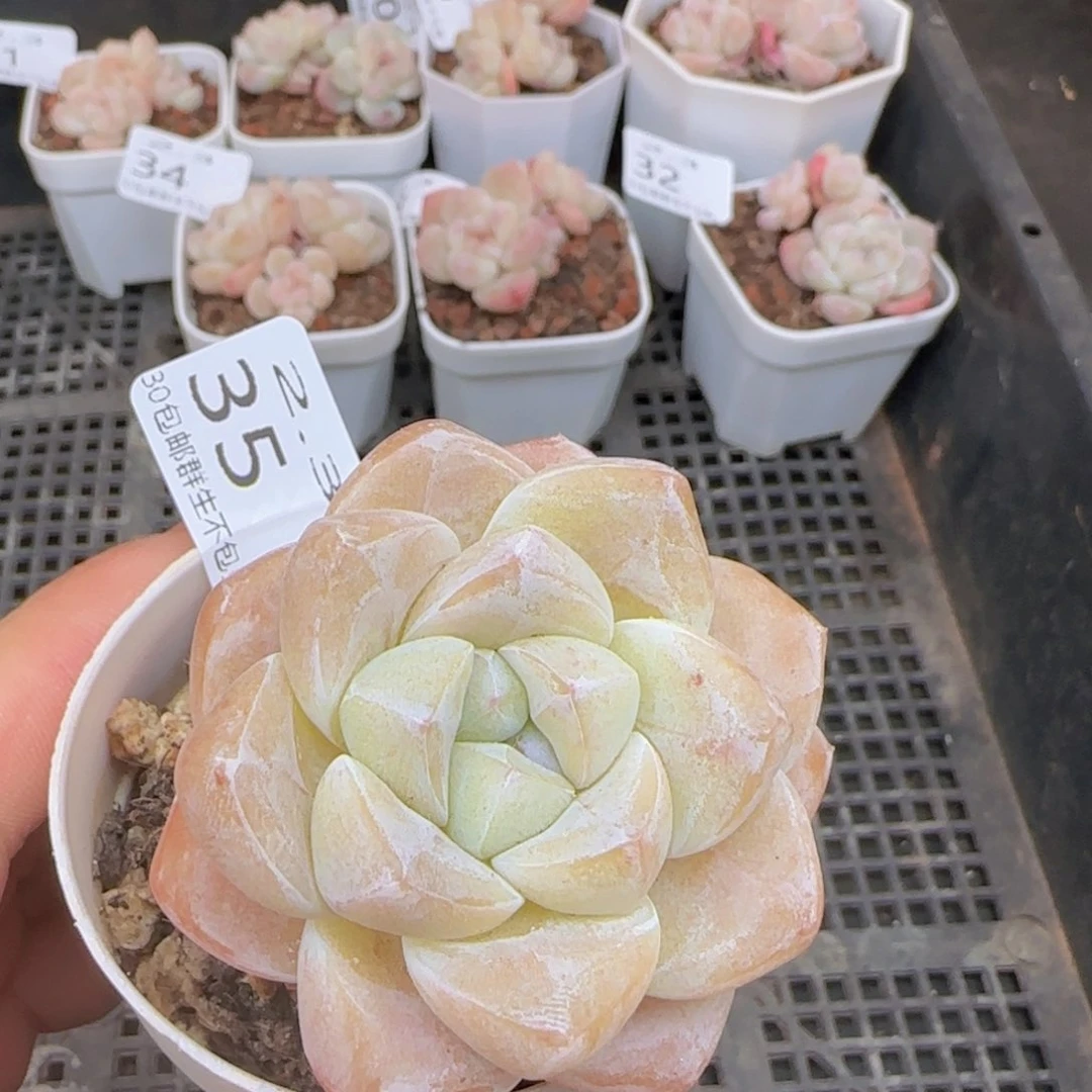 白体冰玉老桩一颗脱土