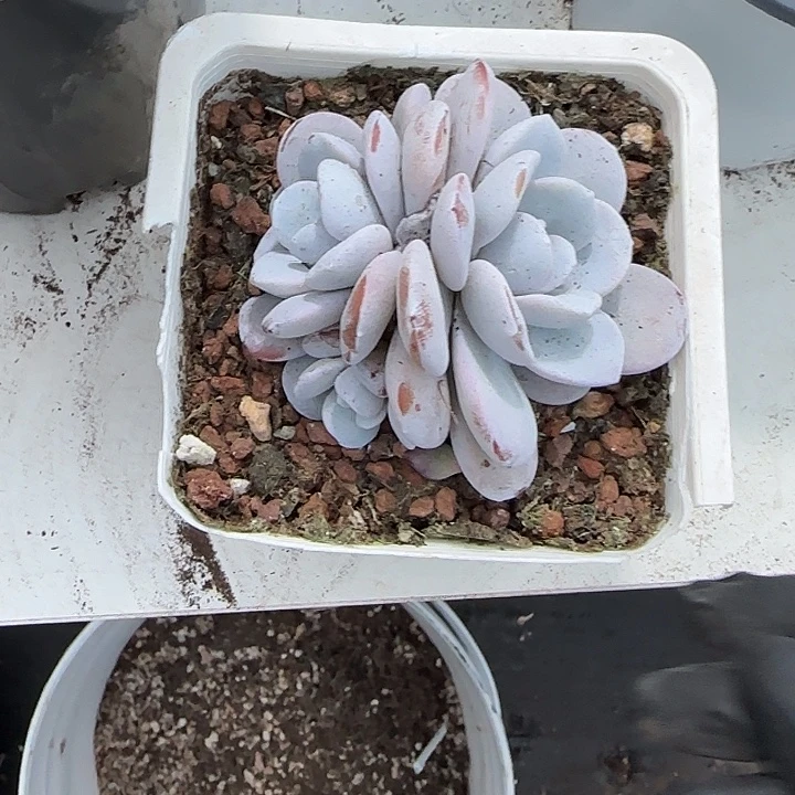 青蛙王子儿童牙膏套装11