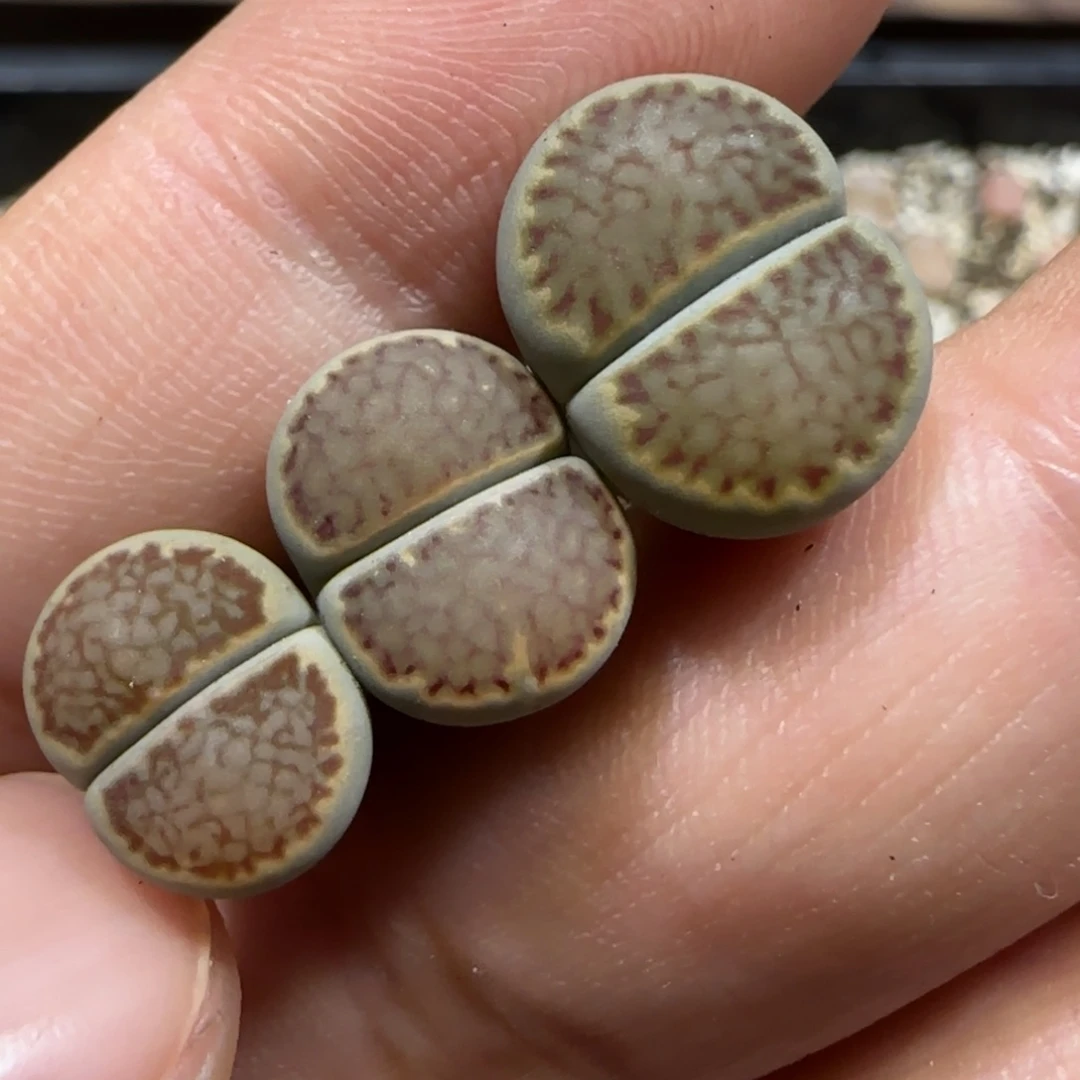 12.29。   大观玉x3。  2043