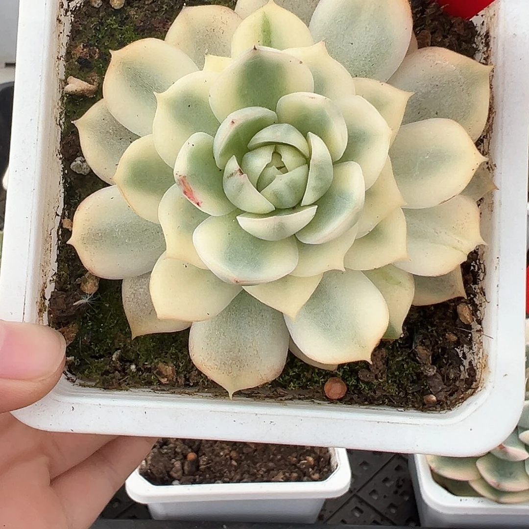 38号韩水晶锦多肉植物