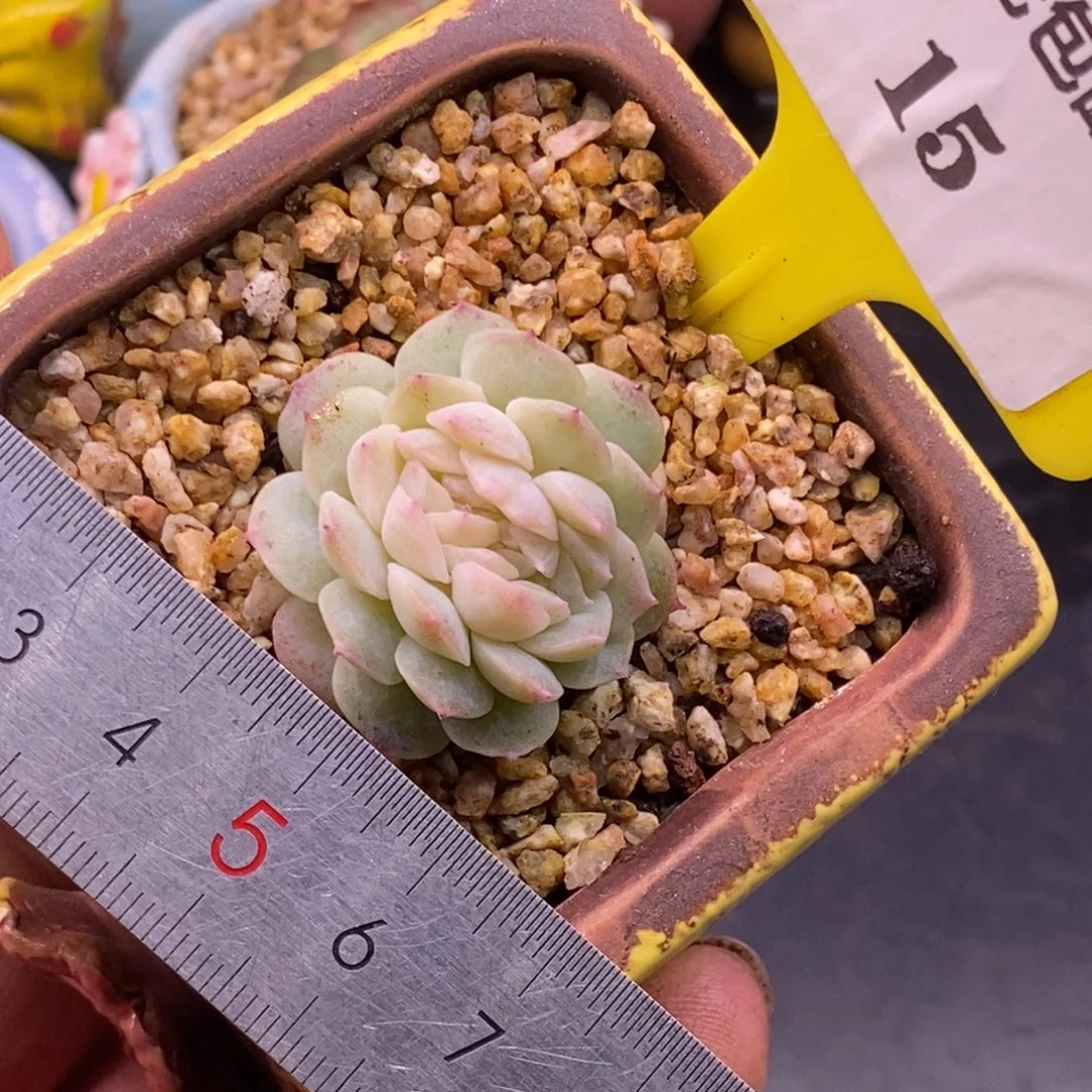 815梦幻泡影缀化……