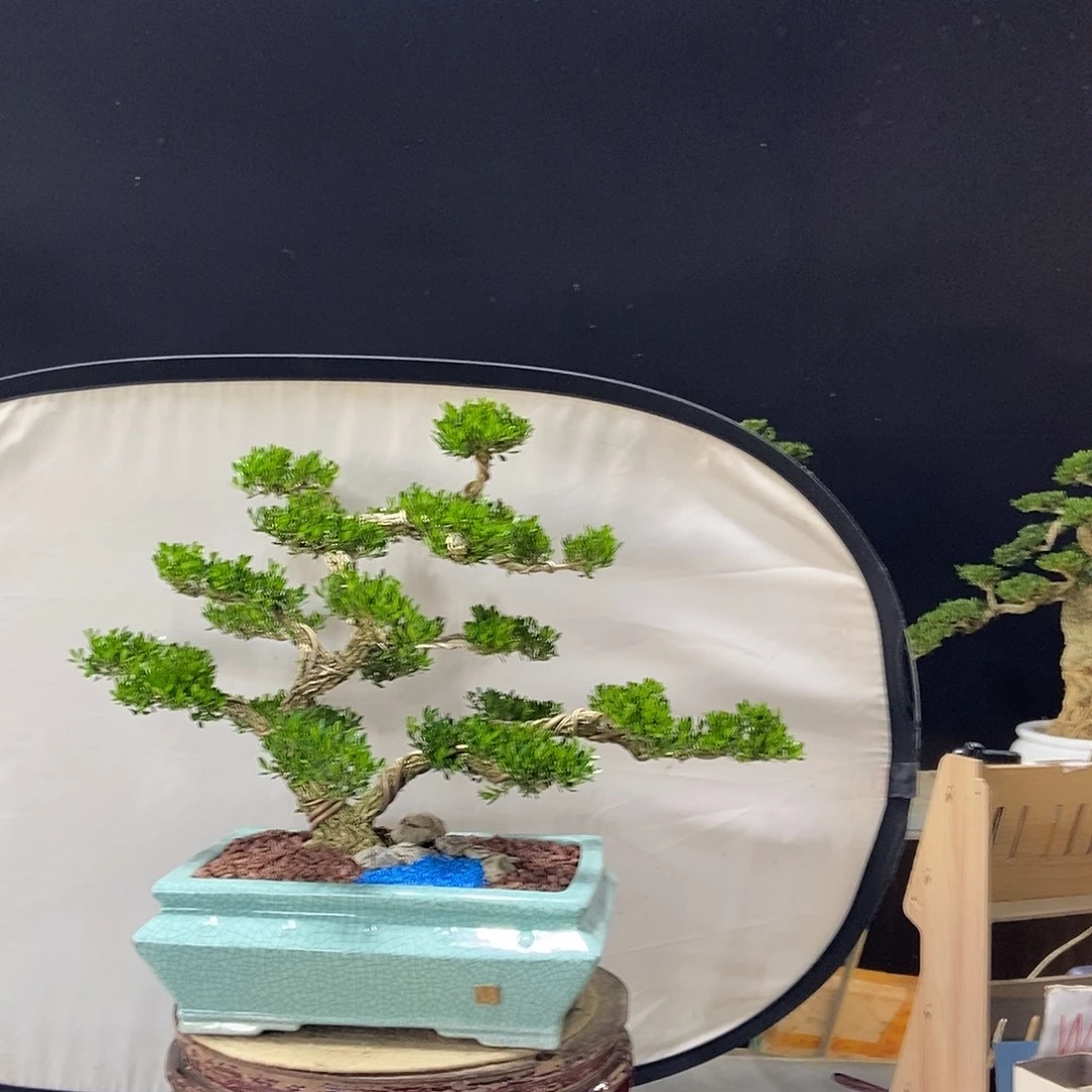 无花朵广东小叶黄杨