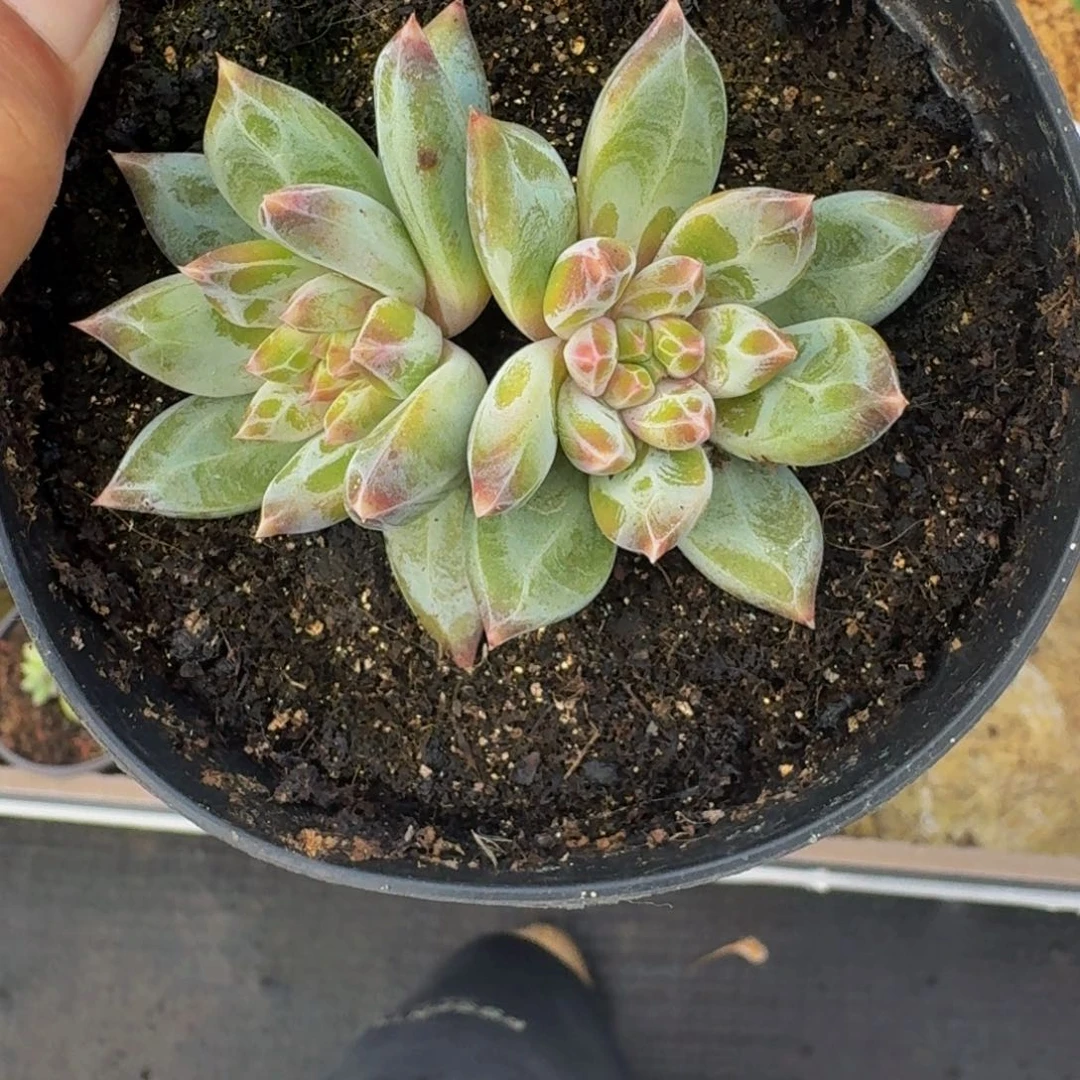 青禾美人 双头 一物一拍