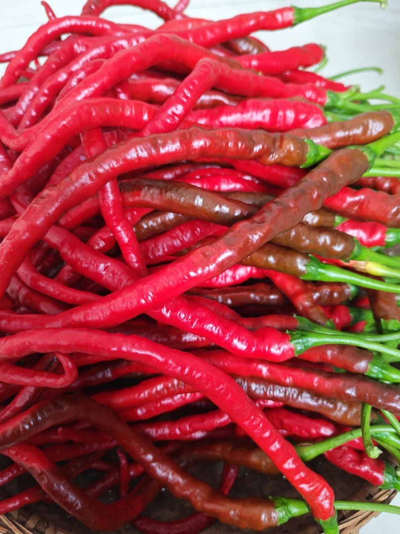 贵州高山农家露天种植鸡爪辣、皱椒、本地辣椒、鸡肠椒