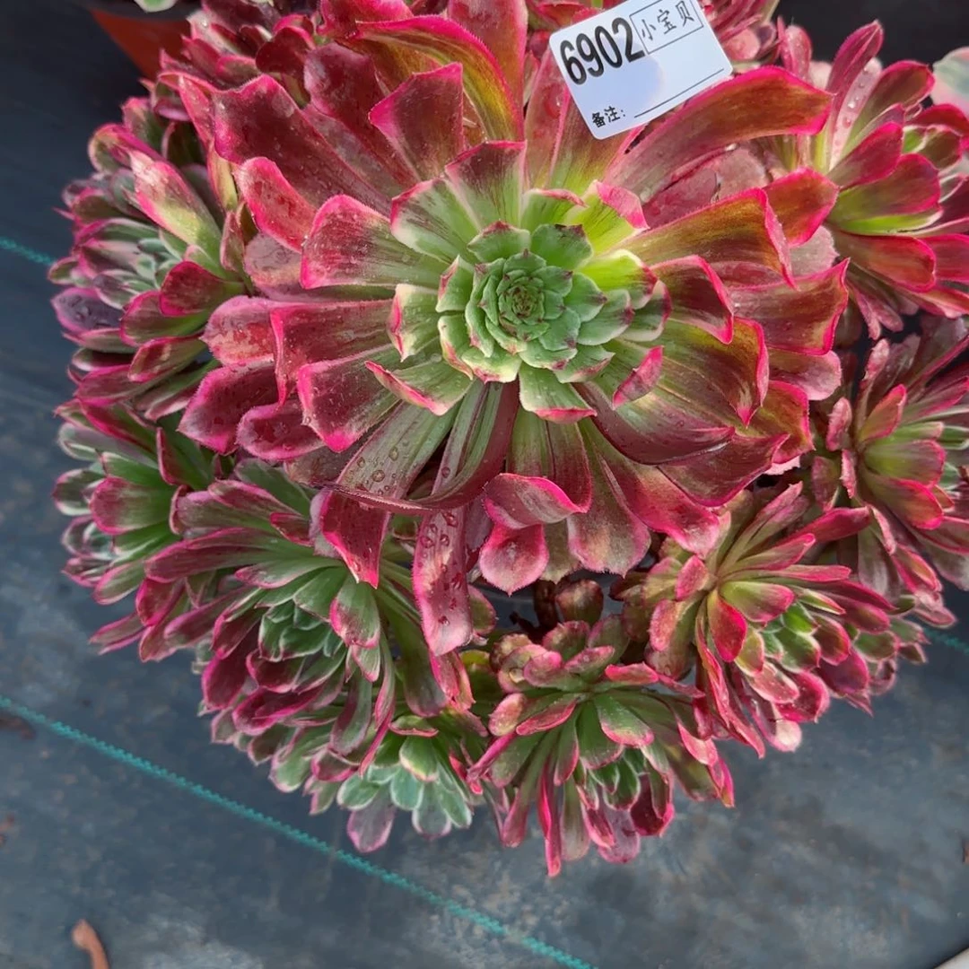 粉*6902紫嫣多肉多肉有断