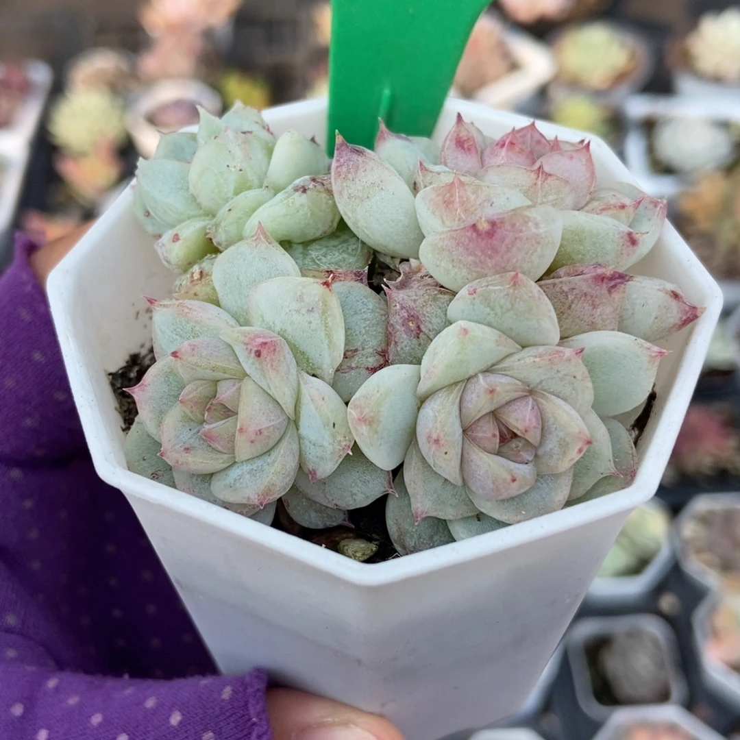 842甜心石化多肉植物