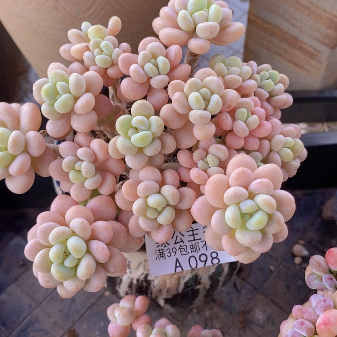 洛可可11cm098有掉叶多肉植物