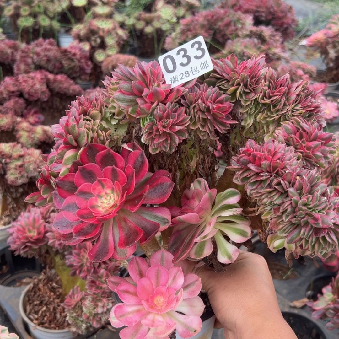 多肉植物033脱土的