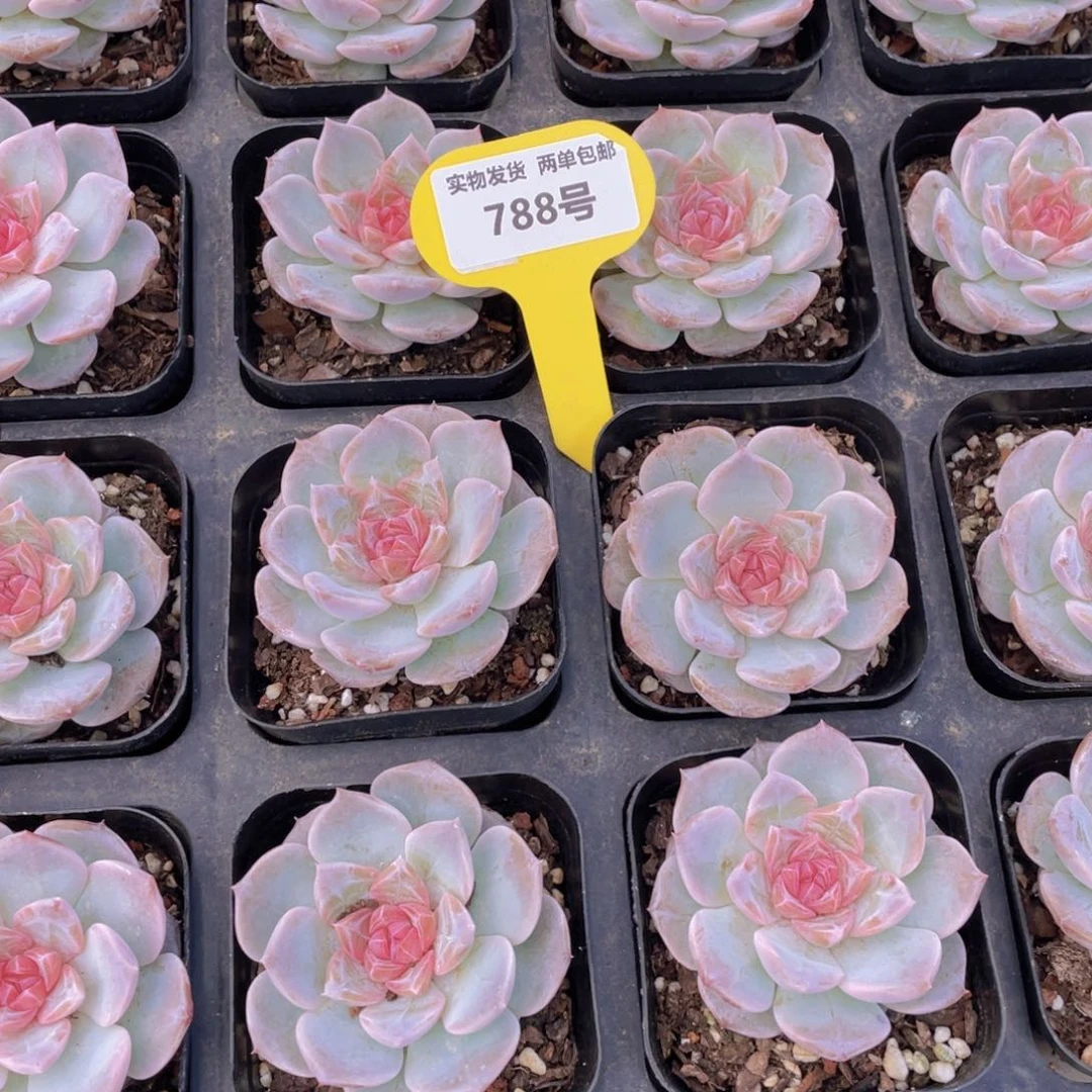 788号 新品粉黛珍妮单头一个