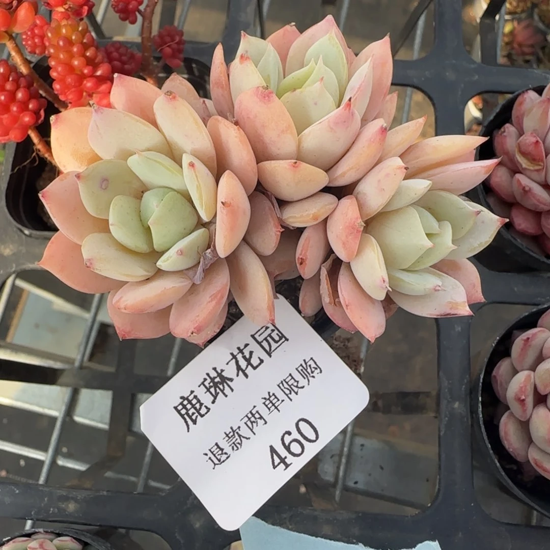 闪购精品多肉460号