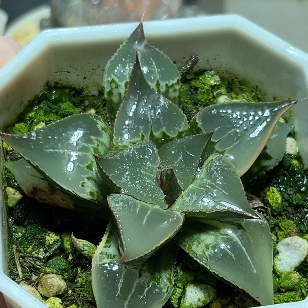 恭喜发财大吉大利0026