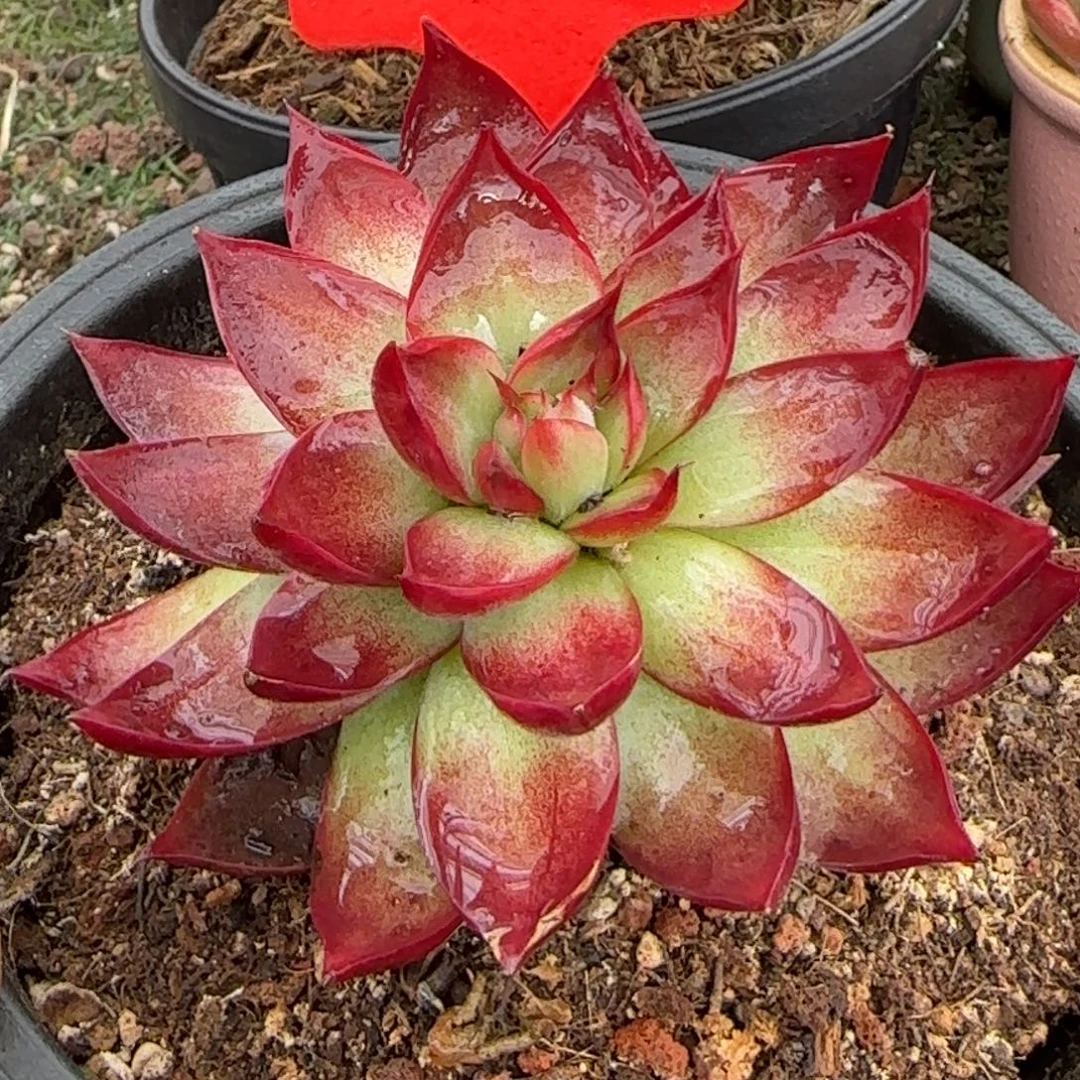 观音莲惊鸿一物一拍包装收缩花旱186