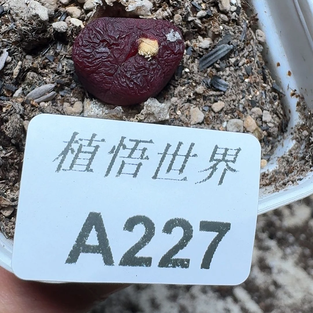 227号多肉植物哇f g