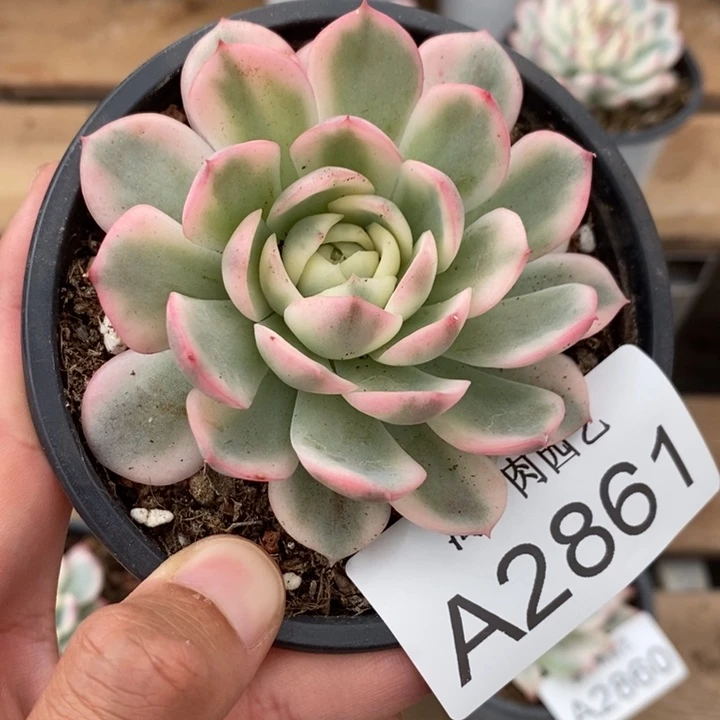 粉水晶锦多肉植物A2861