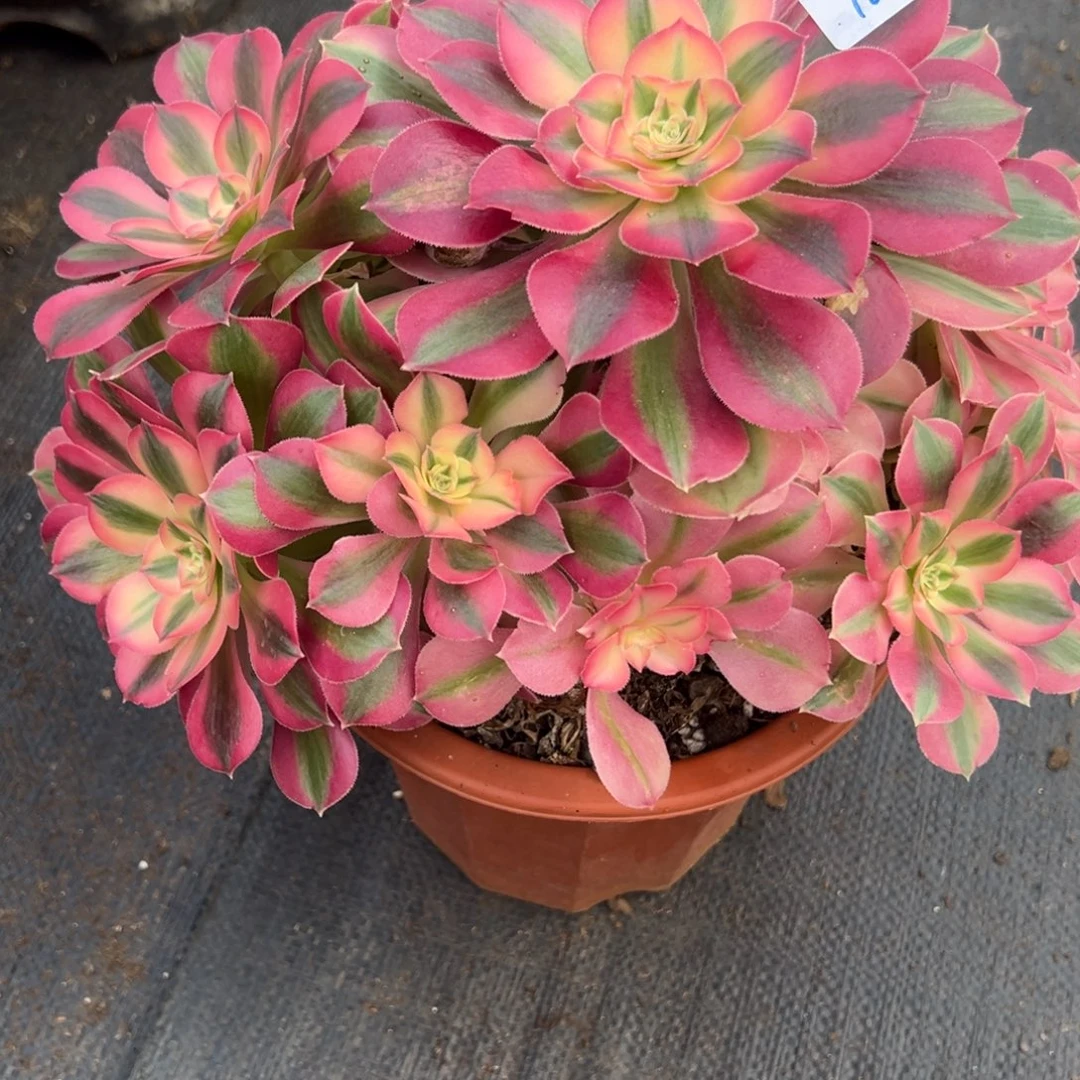 181女巫炖肉植物洗衣