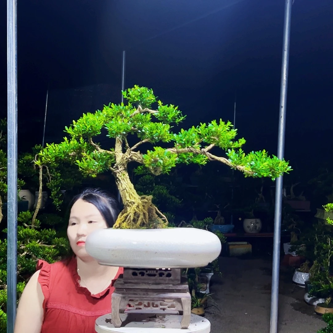 无花朵黄杨木