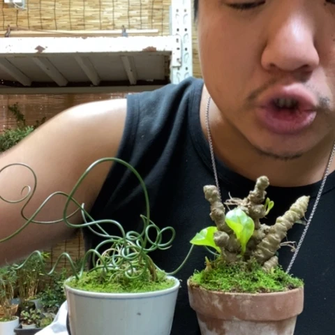 红陶一物一拍所见即所得53