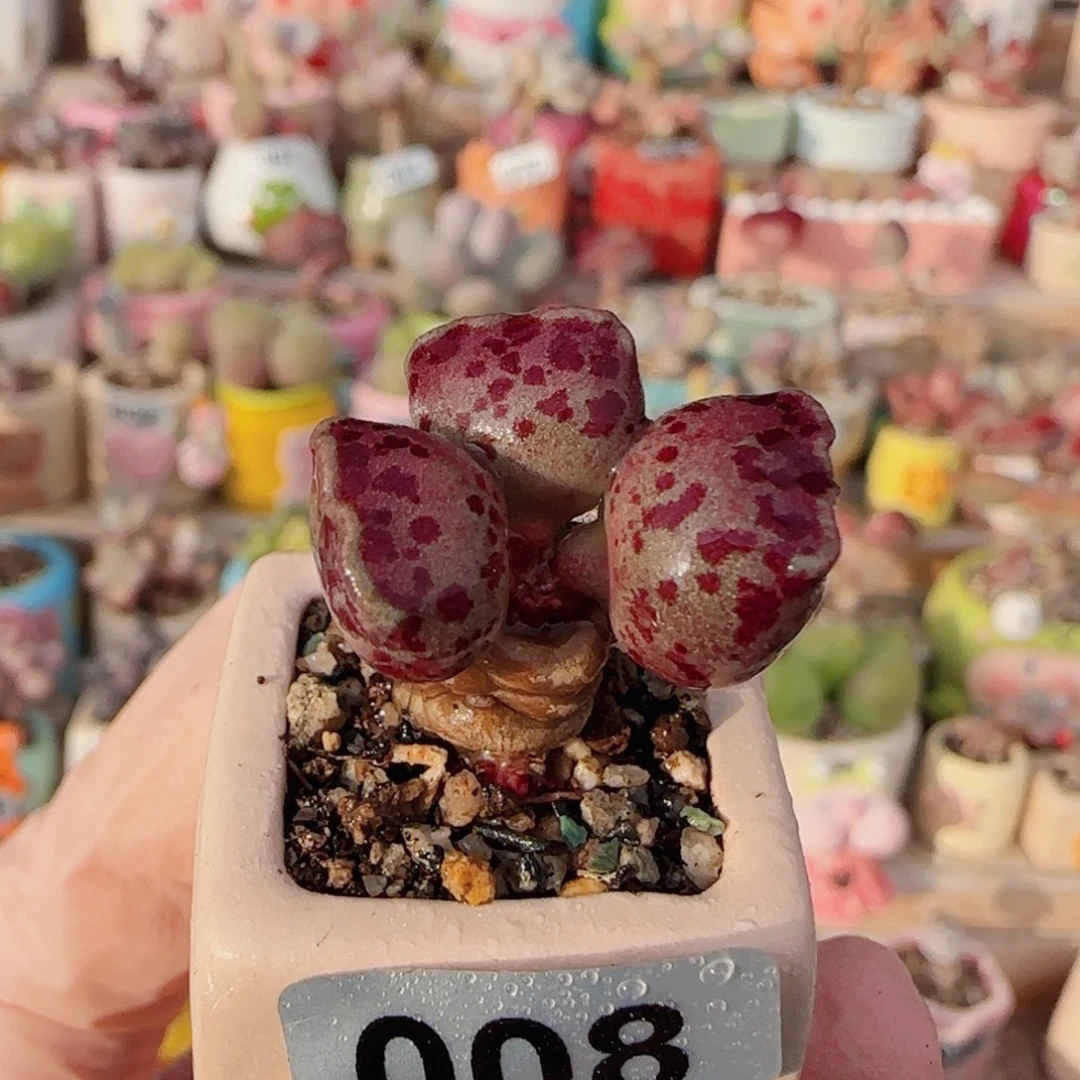 T可爱粉丸盆口2cm
