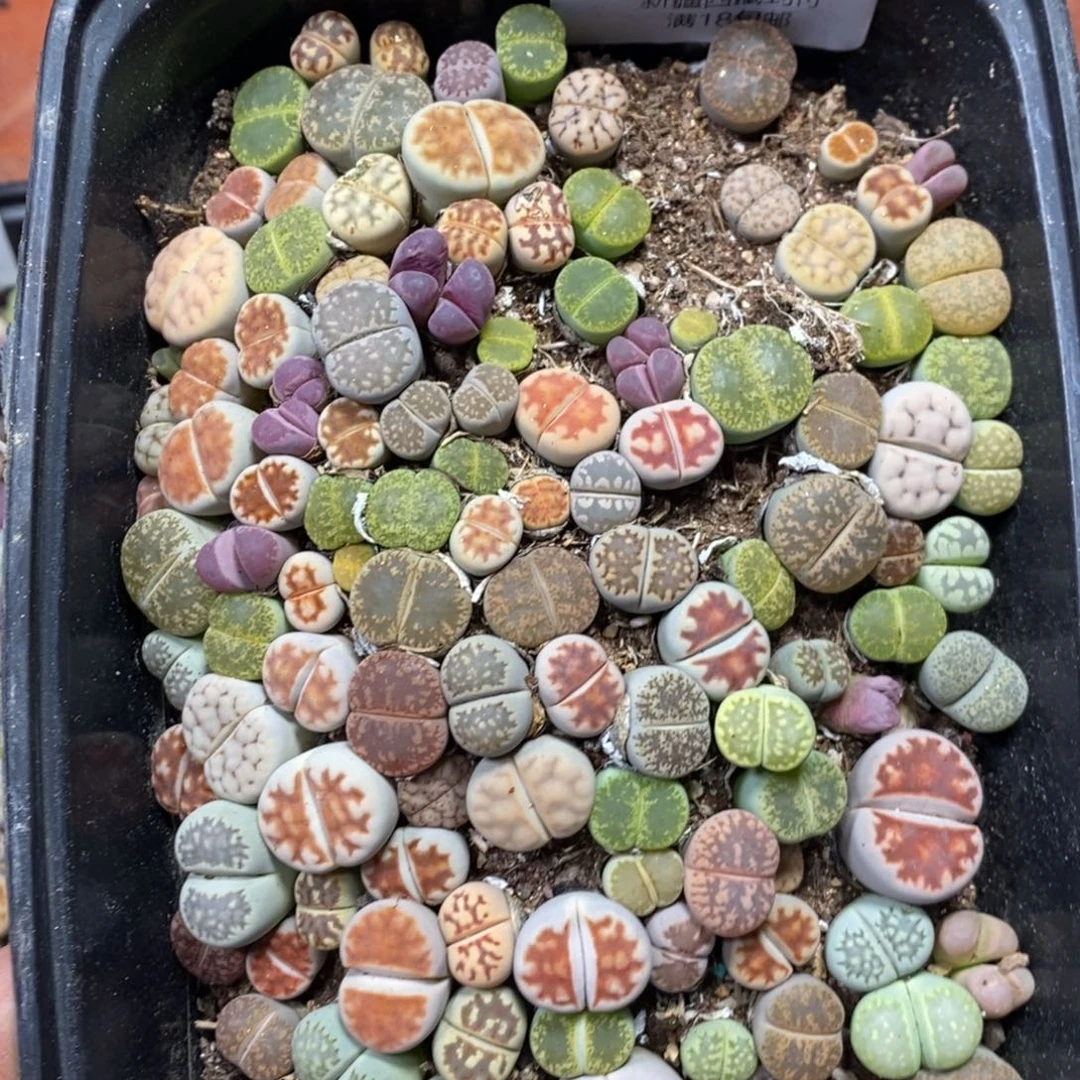 带***菜多肉蛋炒饭，感谢您相伴733