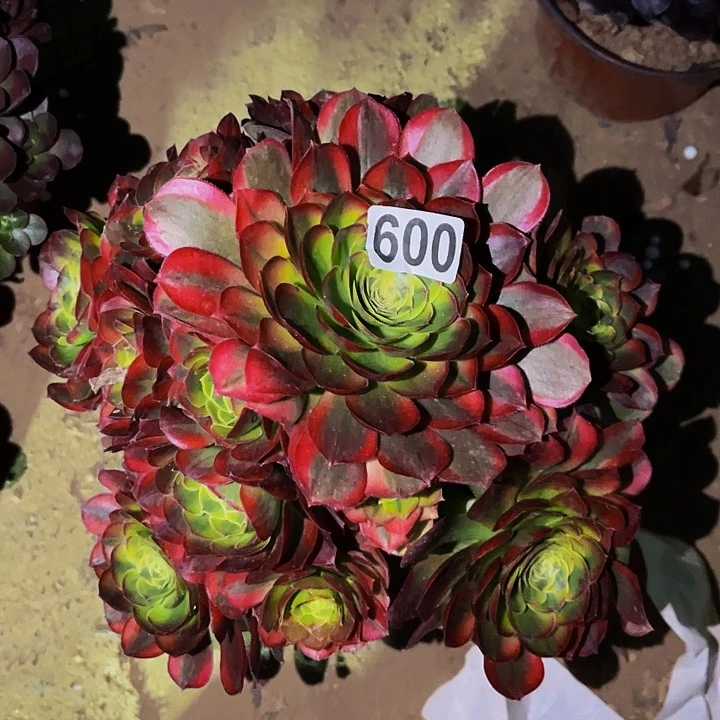 602宽锦多肉植物处理不售后