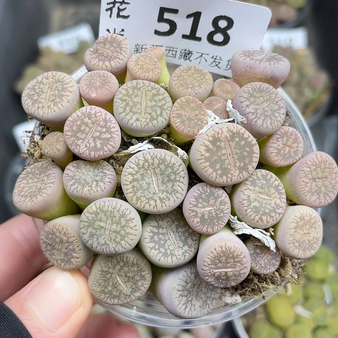 518000000花花花花花花