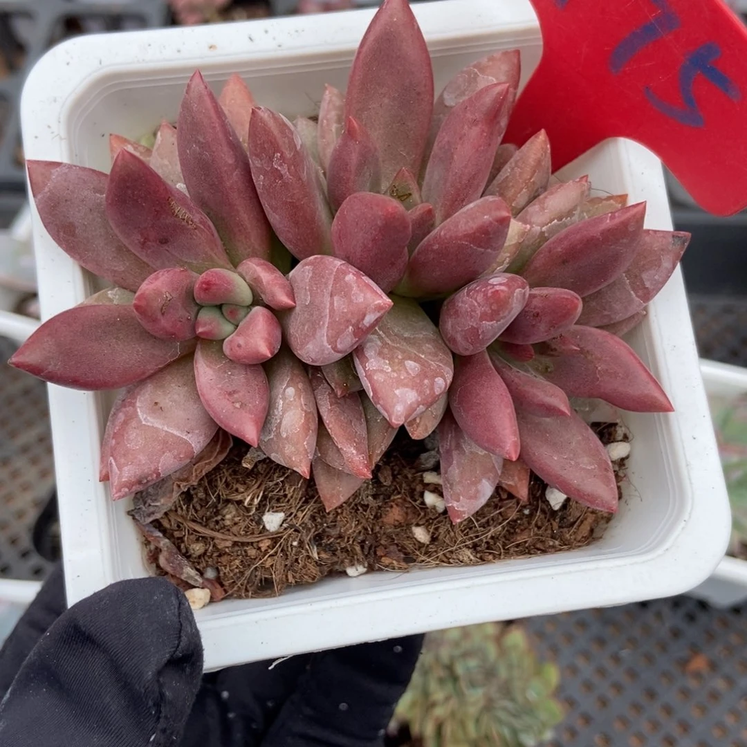 975桃花源多肉植物多肉