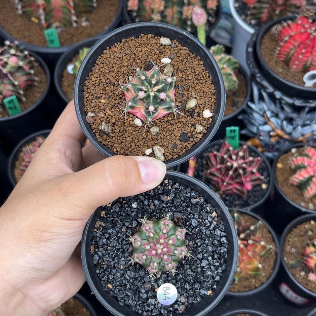 疯**草两颗一起   带盆土发货