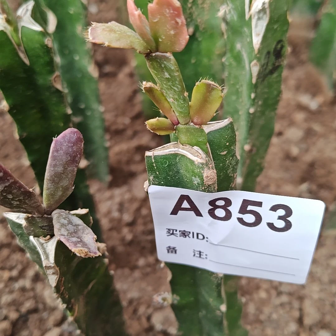 028红重瓣脱土易掉苞易掉芽853