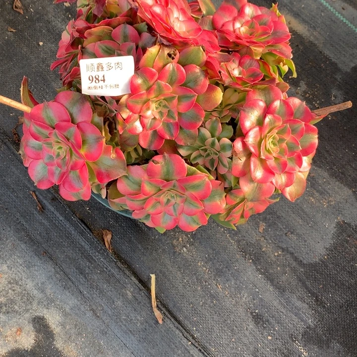 984香妃多肉植物特价