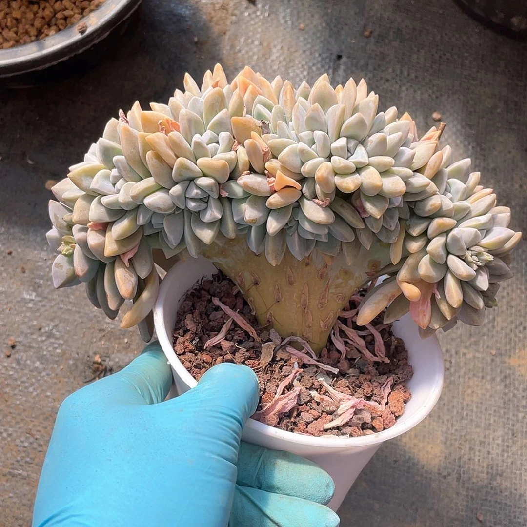 多肉植物多肉植物