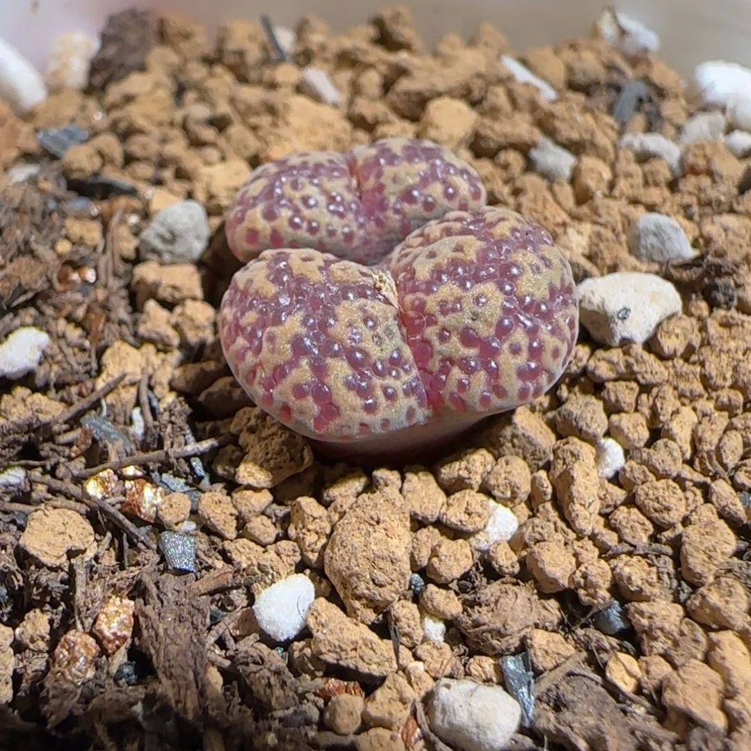 肉锥多肉植物组合-泡泡勋432