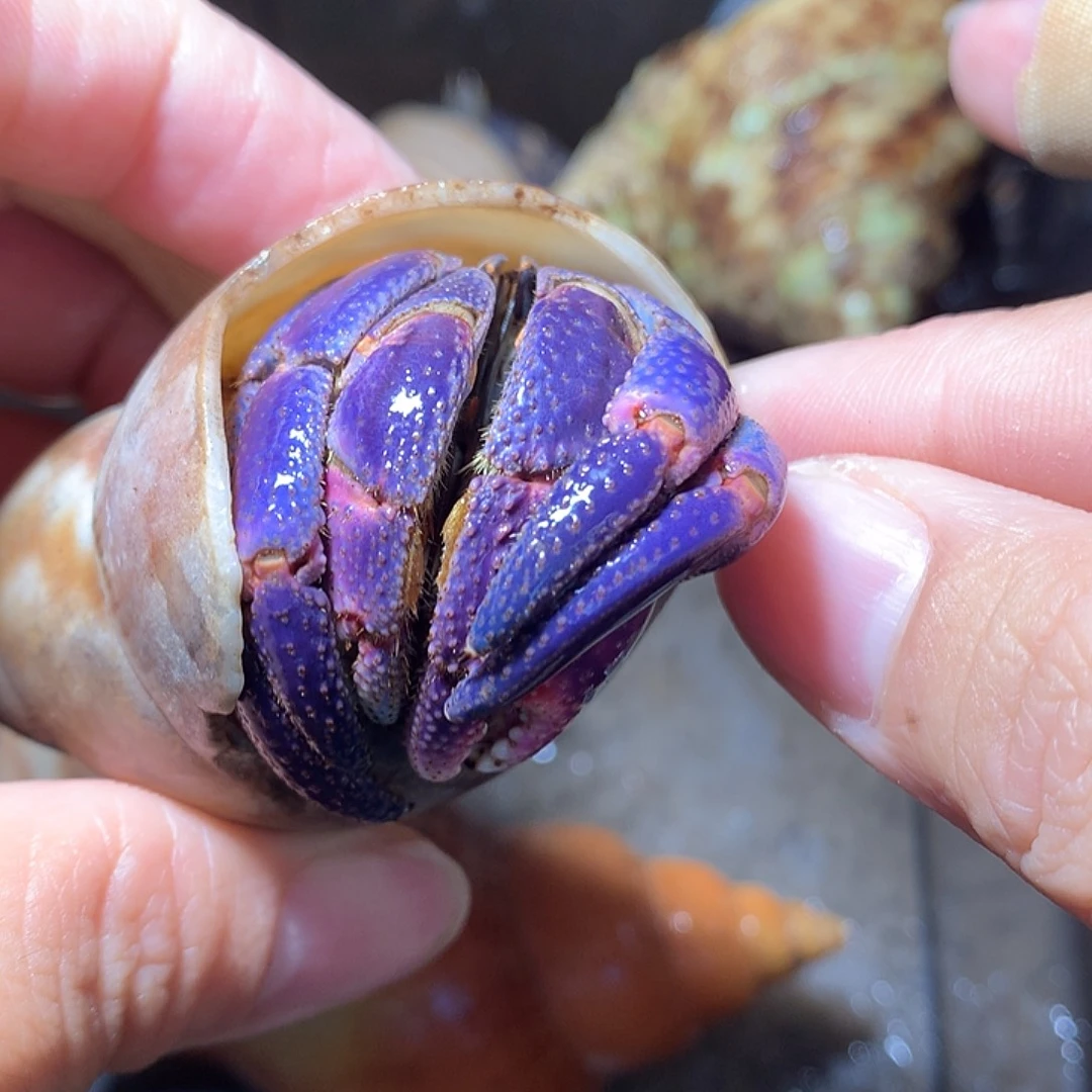 3.2口径奔跑的寄居蟹11號