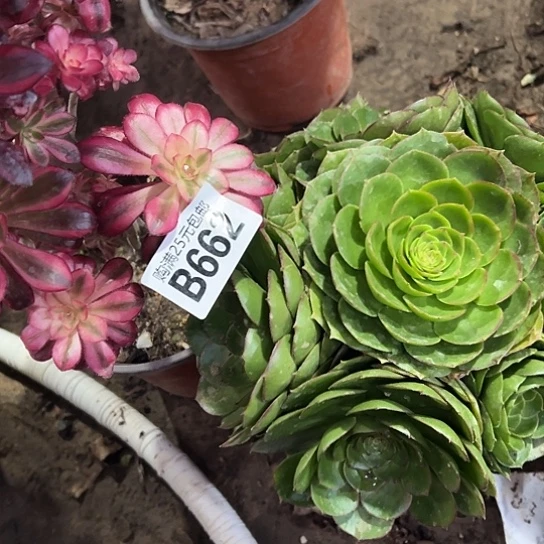 葛*梅多肉植物两个