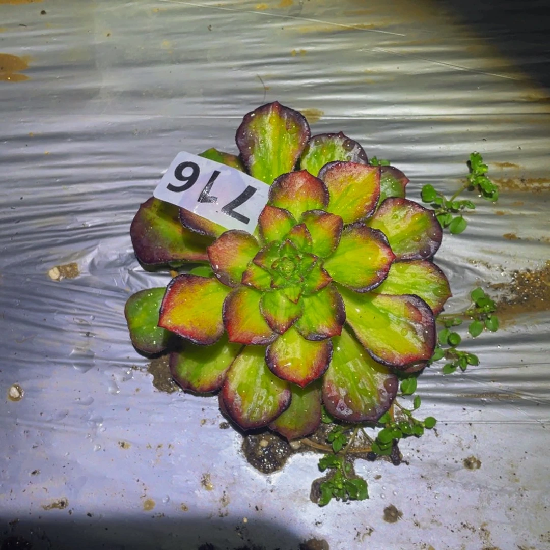 龙鳞多肉植物的人716