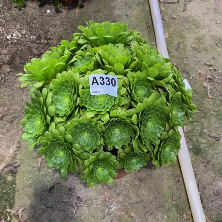 翡翠冰多肉植物330