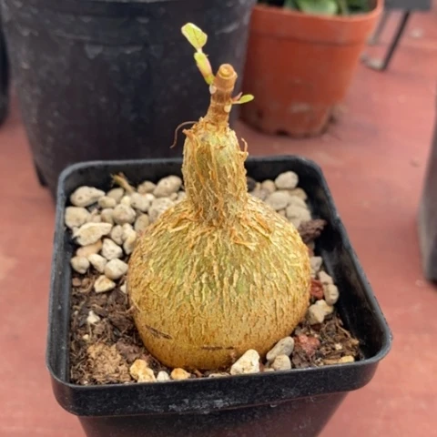 红脉榕块根葫芦3仙人球