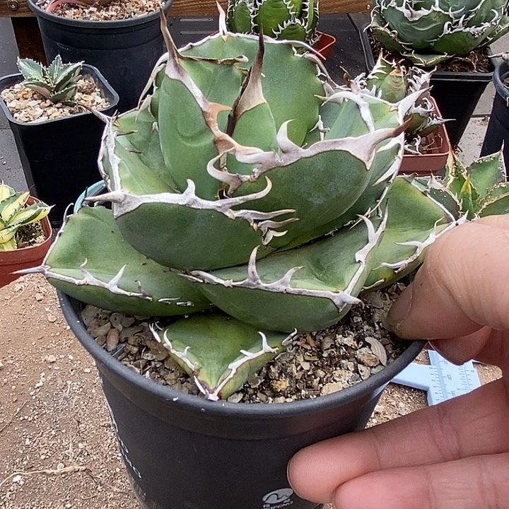 卡比兽。        一个