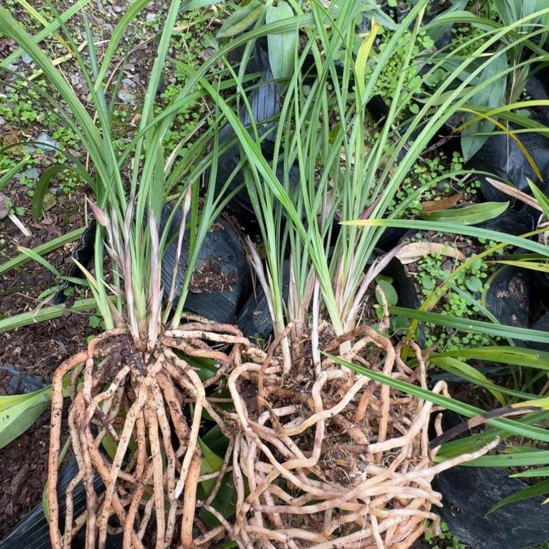 当前无花栽培后可以开花用****6兰花