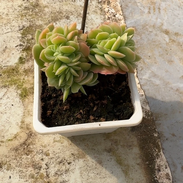 星纳塔新号福利价