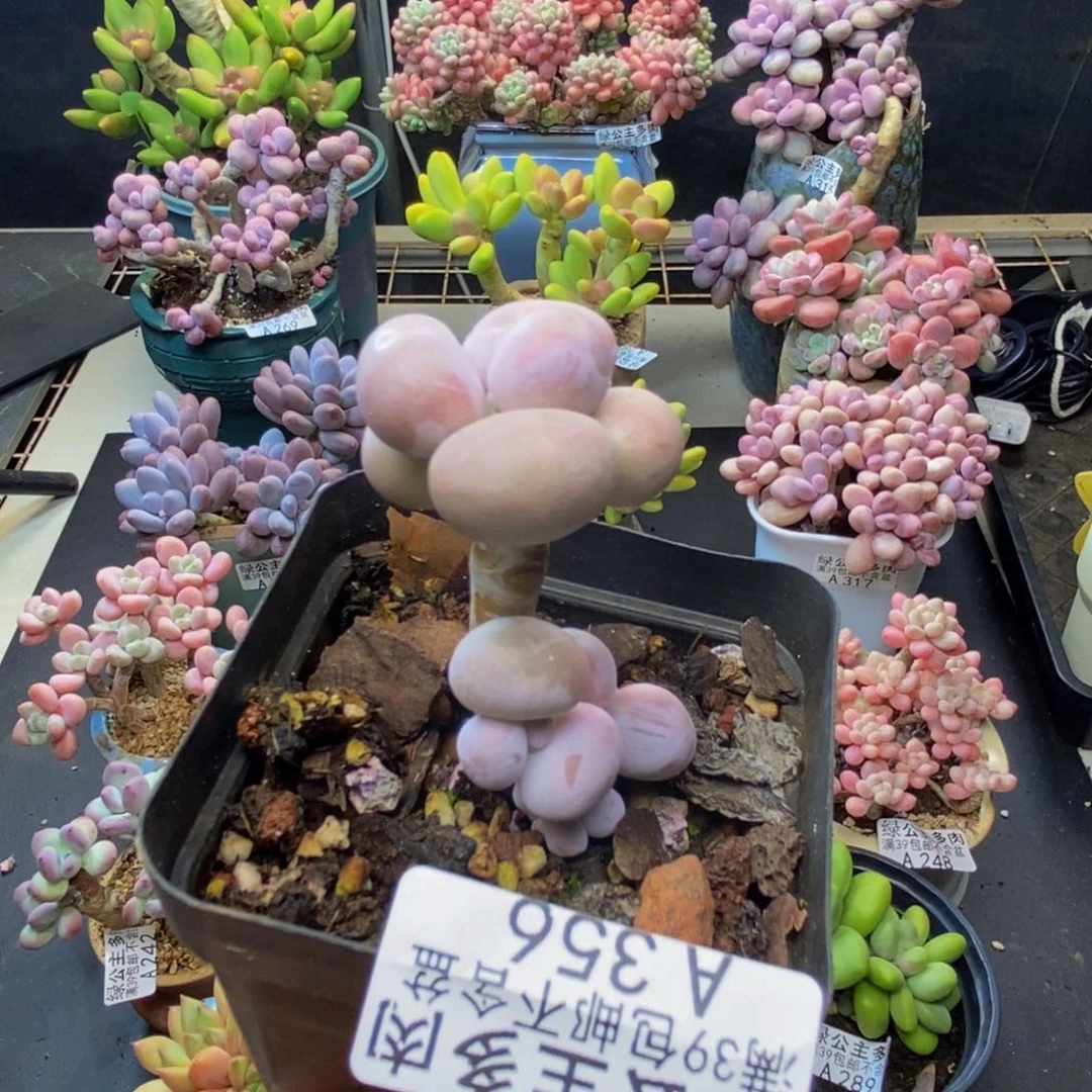 b****356橙奶多肉肉2c m